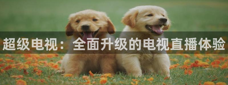 黑白体育ufc直播：超级电视：全面升级的电视直播体验